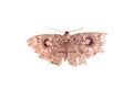 Old butterfly brown colored with black doted patterns isolated on white background with clipping path