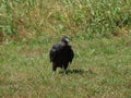 An Old Buzzard In The Field