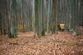 Old cabins in woods. Royalty Free Stock Photo