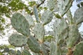 Cactus growing in the park with long thorns and tree big tree in background, low angle Royalty Free Stock Photo