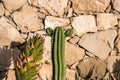 Old cactus growing next to wall