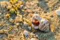 Old calcified seashell washed up on sea sand