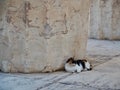 Old Calico Cat at Ancient Ruins of the Parthenon Royalty Free Stock Photo