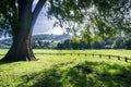 Old California bay laurel tree on a green meadow Royalty Free Stock Photo