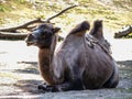 Old camel in shadow