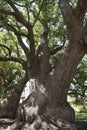 Old camphor trees in South Africa Royalty Free Stock Photo