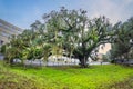 Old Candler Oak local attraction tree in Savannah Georgia Royalty Free Stock Photo