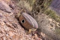 Old canteen in desert Royalty Free Stock Photo