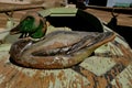 Old canvas duck decoys Royalty Free Stock Photo