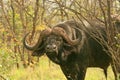 Old Cape Buffalo Royalty Free Stock Photo