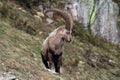 Old Capra Ibex Royalty Free Stock Photo