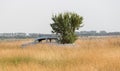 Old car sitting in tall weeds in a field