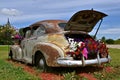 Old car used for display flowers