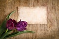 The old card and two fresh tulips Royalty Free Stock Photo