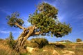 Old carob tree