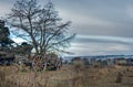 Old cart in field Royalty Free Stock Photo