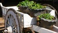 Old carts were planted with fruits and vegetables.