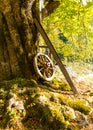 Old cartwheel leaning on tree Royalty Free Stock Photo