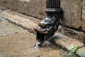 Old cast iron rain gutter with animal head on rainy day. Antique drain of water from the roof Royalty Free Stock Photo