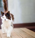 Old cat with golden eyes Royalty Free Stock Photo