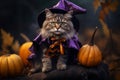 An old cat in a Halloween witch costume. Halloween wallpapers Royalty Free Stock Photo