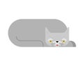 Old cat isolated. Grandpa cat. Vector illustration