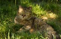 Old cat lies on the grass. Mature domestic cat resting in the garden. Cat with green eyes