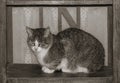 Old cat sits inside the old bookstand