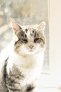 Old cat on the window sitting on the window cell yearning to be outside.