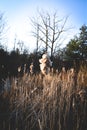 Old cattail in rays of sun Royalty Free Stock Photo