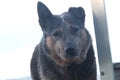 Old cattle dog