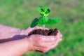 Old caucasian grandma Giving Young Plant To A Child - New Life To New Generation Royalty Free Stock Photo