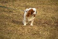 Old Cavalier king charles spaniel Royalty Free Stock Photo