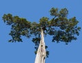 Old Cedar tree at Appomattox National Park Royalty Free Stock Photo