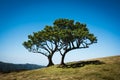 Old cedar tree Fanal forest with copy space during a sunny day.