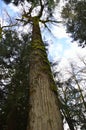 Old cedar tree covered in moss