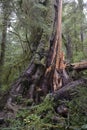 Old cedar tree, Rain Forest Trail, Pacific Rim National Park Royalty Free Stock Photo