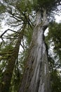 Old cedar tree towering over the Rain Forest Trail, Pacific Rim National Park Royalty Free Stock Photo