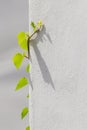 Old cement wall background with ivy climbing tree Royalty Free Stock Photo