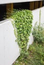 Old cement wall background with ivy climbing tree Royalty Free Stock Photo
