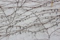 Old cement wall covered with creeping vines and small berries