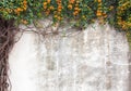 Old cement wall with green vines and flower in garden