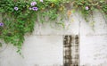 Old cement wall with purple flower and ivy Royalty Free Stock Photo