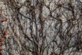 Old cement wall with thick,heavy vines and leaves creeping across it