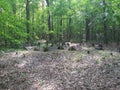 Old cemetery in distance in woods Royalty Free Stock Photo