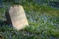 Old cemetery tombstone in blue spring flowers Royalty Free Stock Photo