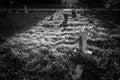 Old cemetery and tombstones in rural town, black and white Royalty Free Stock Photo