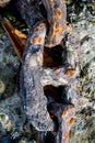 Old chain on rocky beach