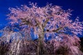 Old cherry tree blossom in Japan Royalty Free Stock Photo