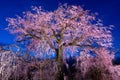 Old cherry tree blossom in Japan Royalty Free Stock Photo